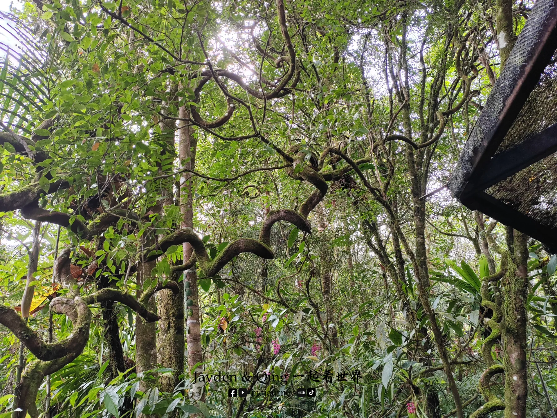 Kinabalu Park 沙巴 旅游照片